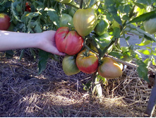 ����� ������� ������ ���. ����.jpg