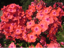 ������ ��������