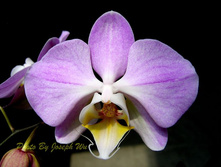 8cbfb186c18a36e6b006cfe3a21bd23c--joseph-phalaenopsis.jpg