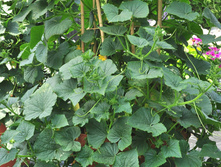 ������ F1 ����� 21,40 ���. (10 ��).jpeg