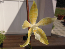 P.hieroglyphica flava 1.jpg