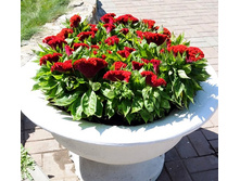 ������� �������� ������2.jpg