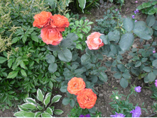 ��� ����111.JPG