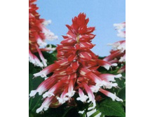 ������� ������ ����������. ���� �� ��������� � ����� 2.jpg