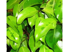 ����� reginald.jpg