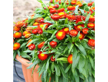 ���������� ��������� ������.jpg