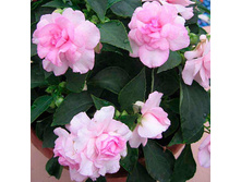 ��������� ��� ���� ���� �� ���������4.jpg