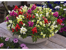 ������� ��� ��� ����.jpg