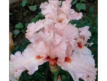 LA VIE ENT ROSE ������ 00