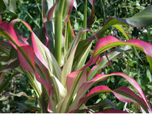 �������� ������������ F1 ������� �����2.jpg