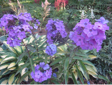 ��� ��� (Blue Boy)