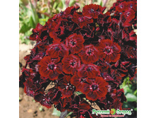 �������� ����� 9,10 ���. (0,1 ��.).jpeg