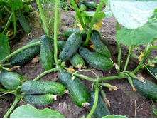 ������ ����� 16,4 ���. (10 ��.).jpg