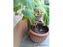 ������ ������� ������ XXL ��� ����������� � ������.jpg