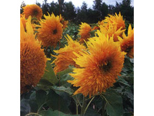 ������������ ������ ��� F1 ��������.jpg