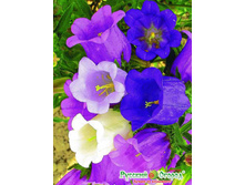 ����������� ��������, ����� 9,10 ���. (0,2 ��.) ������ �� 90 ��..jpeg