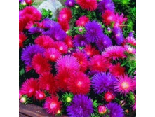 ����� ���������� ������, �����.jpg