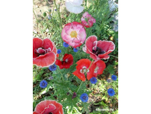 ��� ��������� �������� ����. �����..jpg