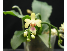 P.deliciosa.jpg