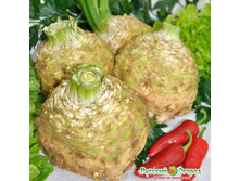 ��������� �������� ������� ������ 12,6 ���. (50 ��.).������ ��������