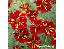 ��������� ������� 9,10 ���. (100 ��.) ����� ���� ���ԣ�.jpeg