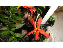 �������� ... ������