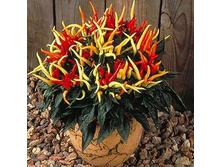 ����� ������ F1 ��� ���. ����2.jpeg