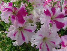 ������� ����������� ���������� F1 - 17 ���.