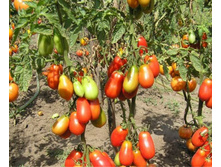 ����� ����������� ���. ����2.jpg