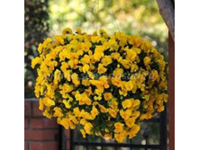 ����� ��������� �������� �������.jpg