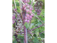 IMG 20171008 124920.jpg,   ��������