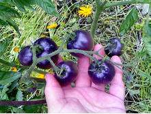 ����� F1 ����� ������.jpg