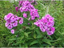 ����� ����