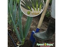 ��� ����� ������� ������ 16,8 ���. (50 ��.).jpeg