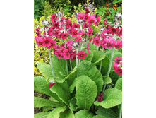 ������� ���������� ���� �� ���������2.JPG