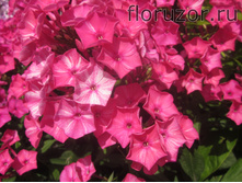 ��� �����