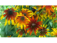 �������� ������� ������ �����2.jpg