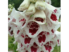 ����������� ��������� ��������� ������.jpg