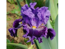 RACING AT RANDWICK ��������� 08