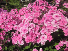 ������� ���������