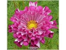 ������ ���� ����, ���� �� ��������� � ����� ��������2.jpg