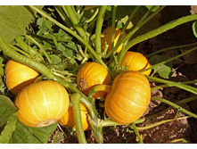 ����� �������� ���������2.jpg