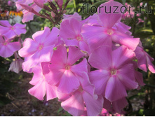 ������, �������