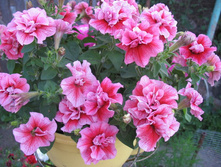 ������� ��� ��������� ������� F1 �������� (10��) - 29,4 ���.