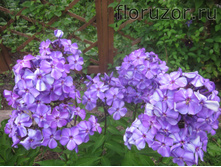 ������ �����