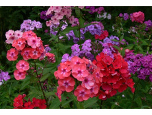 ����� ������� �����.jpg