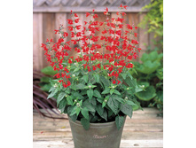 ������� ������ ���2.jpg