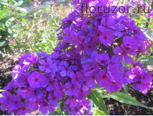 ����� �������