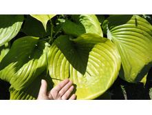 ��� ��� ��������