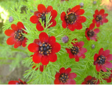 ������ ������.jpg